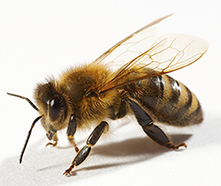 abejas